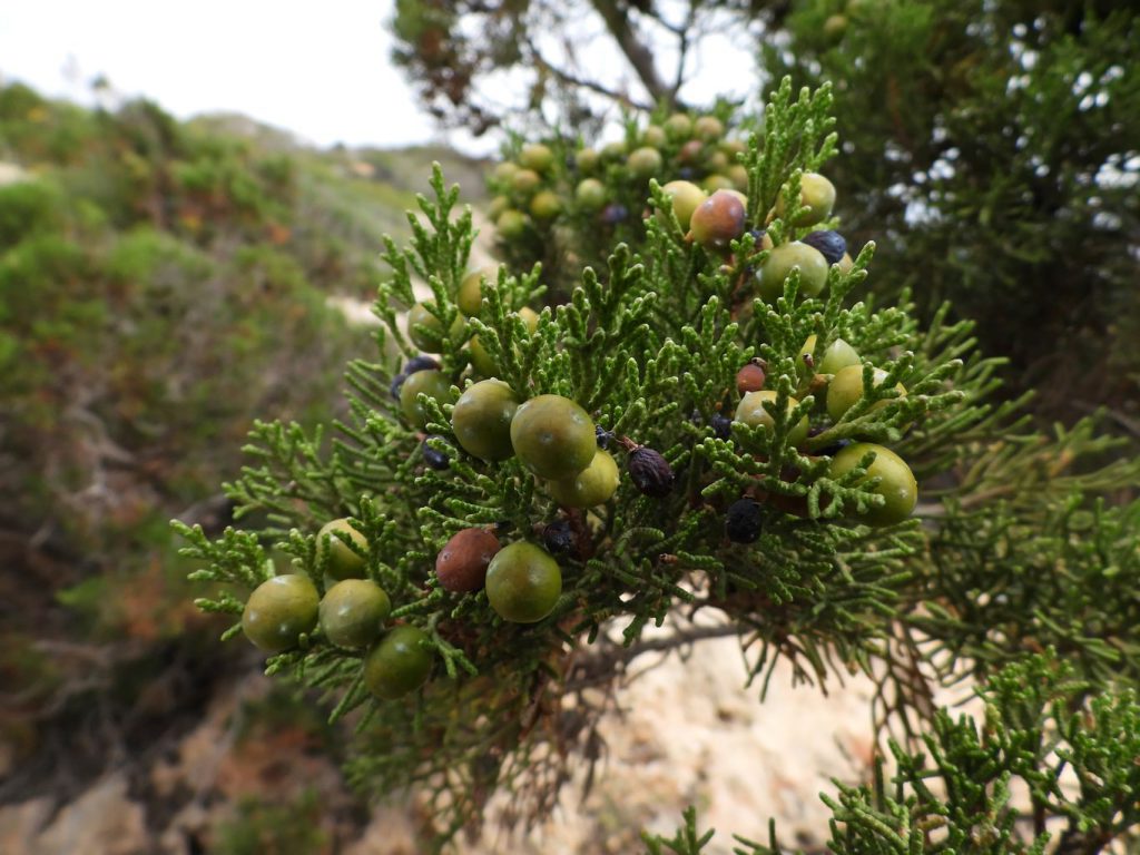 Juniper (Juniperus communis) with berries in different stages of ripening