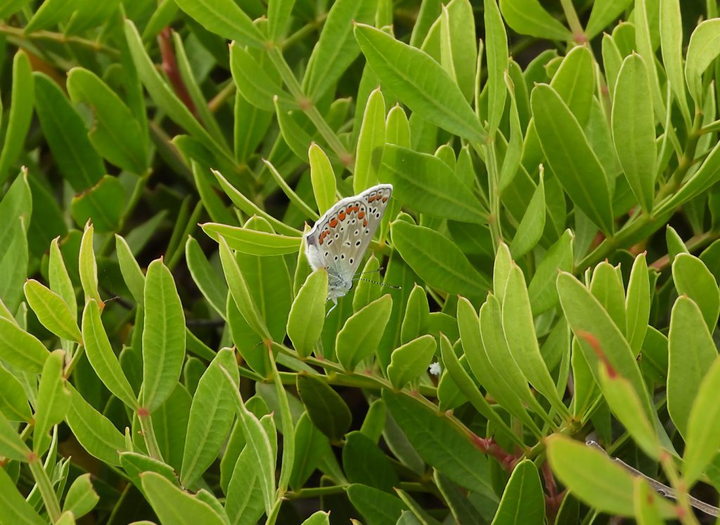 Mariposa Celda limpia (Polyommatus thersites) en una mata de lentisco (Pistacia lentiscus)