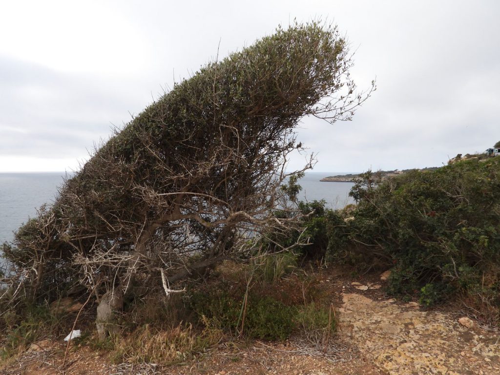 Wild olive tree (Olea Europaea Sylvestris) shaped by strong wind