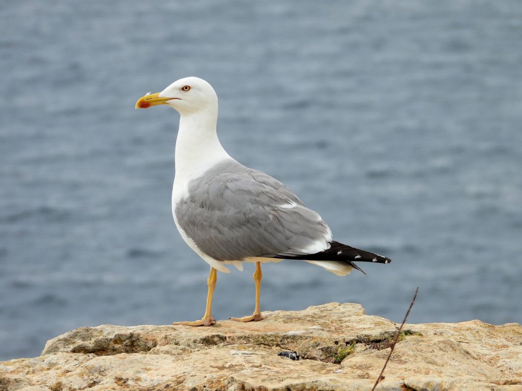 Yellow-legged Gull (Larus michahellis)