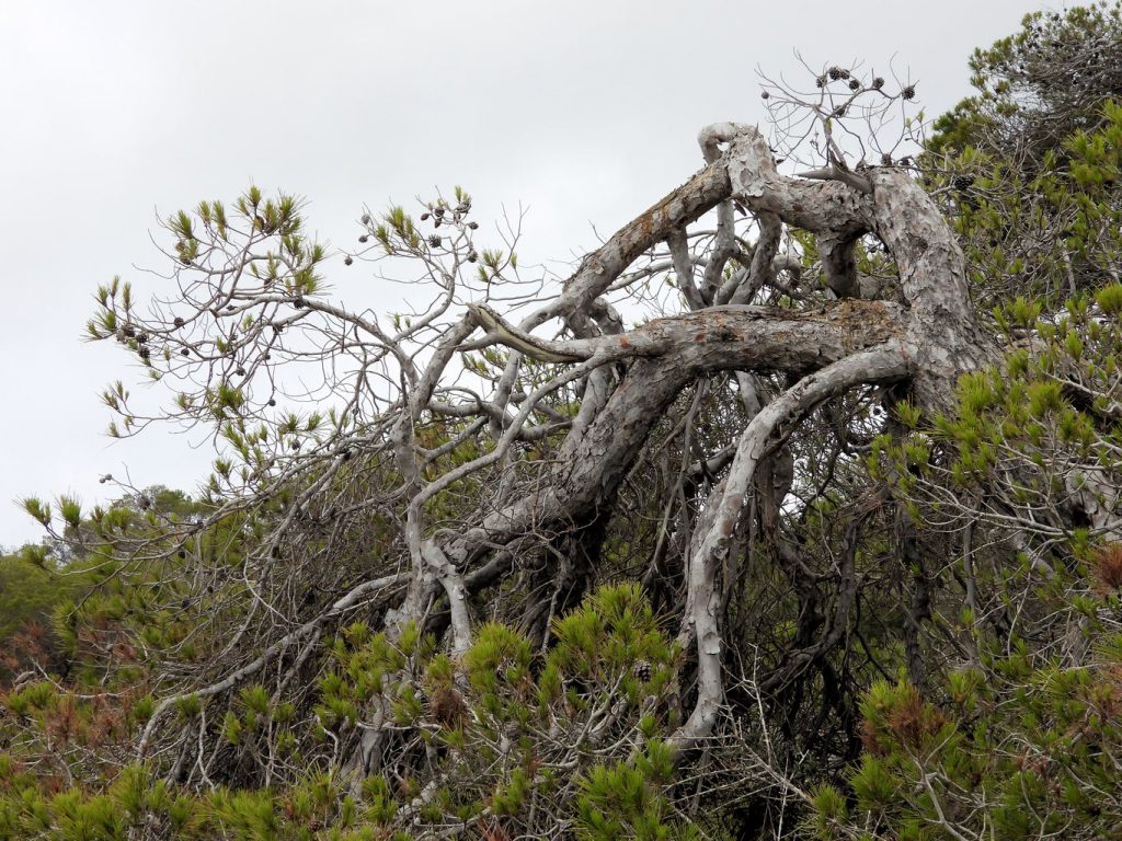 Aleppo pine (Pinus halepensis) with the crown bent by the wind