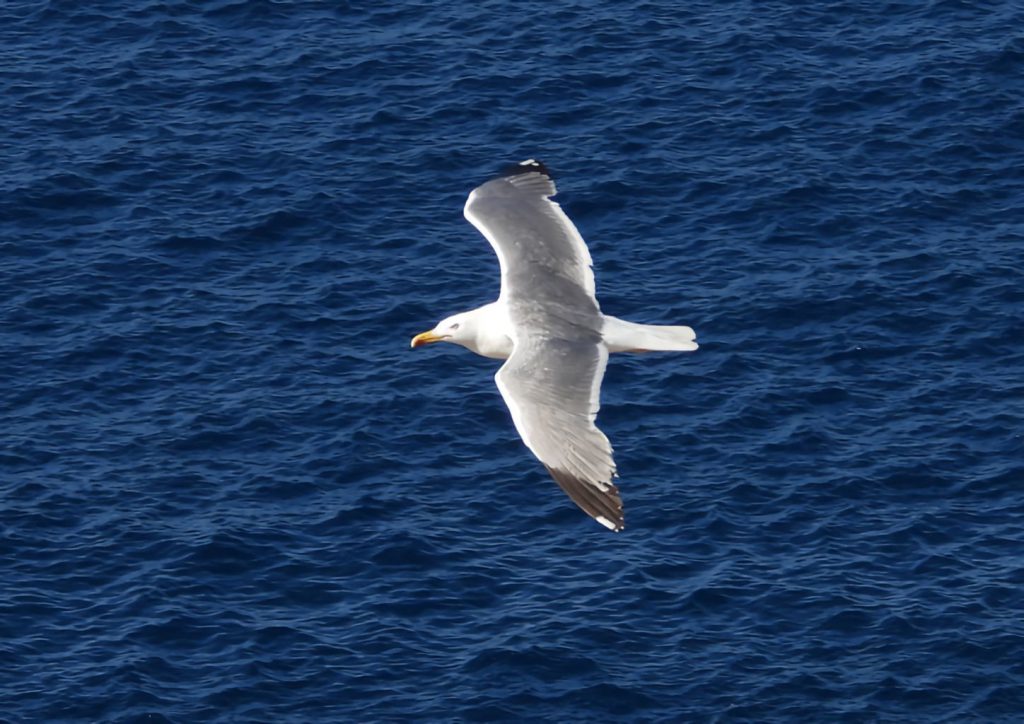 Gaviota de patas amarillas (Larus michahellis).