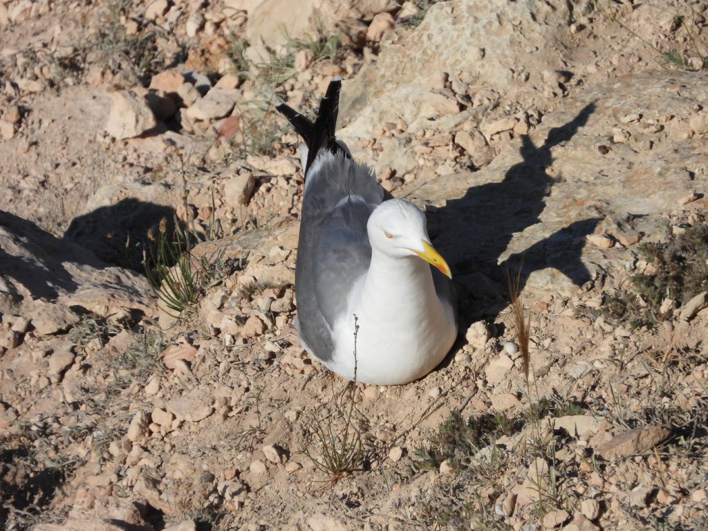 Las gaviotas estaban aninando a lo largo de la costa. Esta foto fue tomada usando un teleobjetivo de 3000 mm. Los animales no fueron molestados en absoluto.